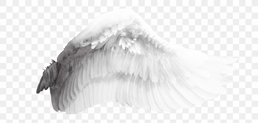 Feather, PNG, 3000x1432px, Feather Download Free