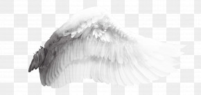 Feather PNG