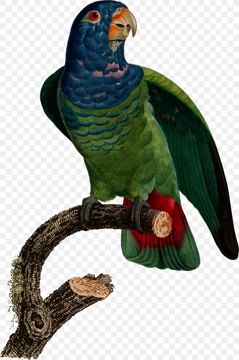 Macaw Loriini Parakeet Feather Beak, PNG, 1575x2377px, Macaw, Beak, Bird, Common Pet Parakeet, Fauna Download Free