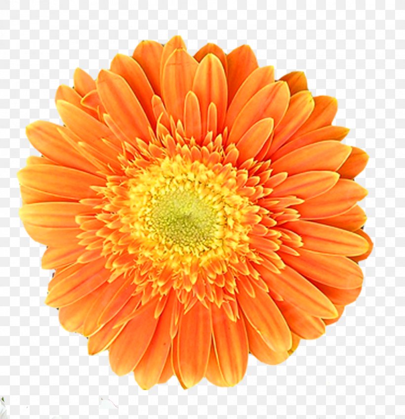 Orange Chrysanthemum Transvaal Daisy Flower, PNG, 1019x1054px, Orange, Chrysanthemum, Chrysanths, Color, Cut Flowers Download Free