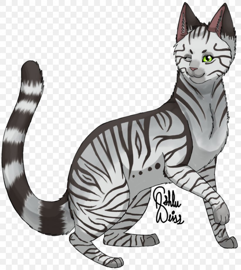 American Wirehair American Shorthair Sokoke Whiskers Domestic Short-haired Cat, PNG, 845x946px, American Wirehair, American Shorthair, Big Cat, Big Cats, British Shorthair Download Free