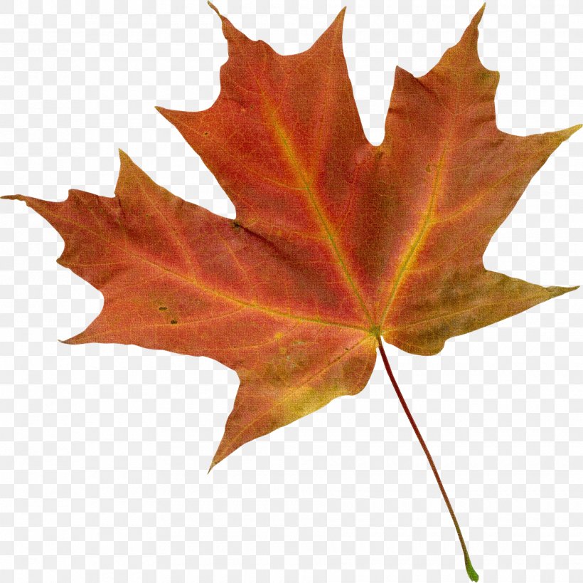 Autumn Leaf Color Clip Art, PNG, 1860x1859px, Autumn Leaf Color, Autumn, Color, Green, Image Resolution Download Free