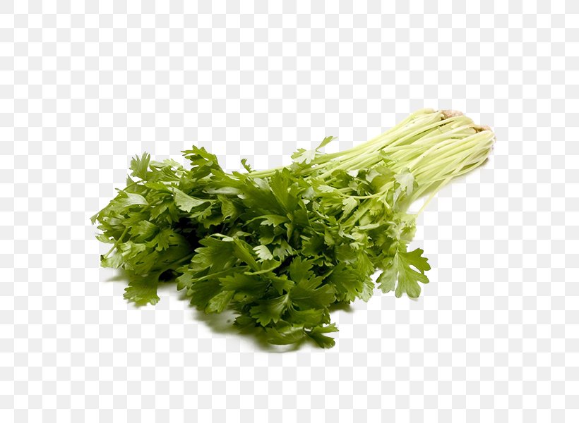 Celery Clip Art, PNG, 600x600px, Celery, Conventionally Grown, Coriander, Endive, Food Download Free