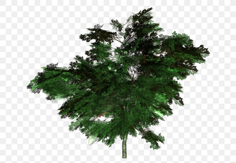 Fir Tree Forest Arecaceae Clip Art, PNG, 650x566px, Fir, Arecaceae, Branch, Conifer, Ecosystem Download Free