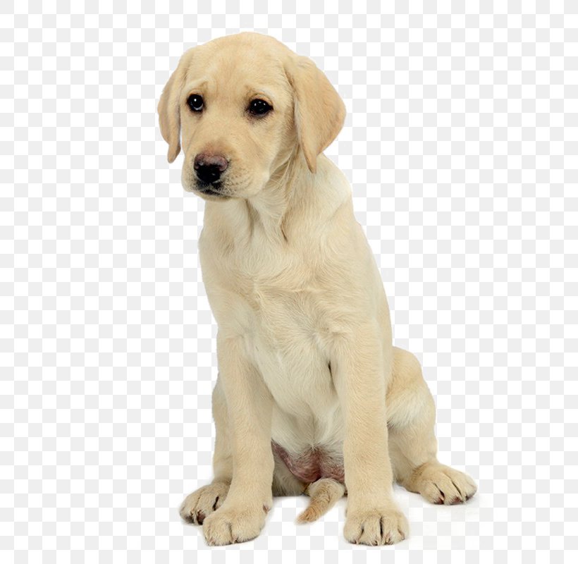 Labrador Retriever Golden Retriever Puppy Yorkshire Terrier, PNG, 640x800px, Labrador Retriever, Breed, Carnivoran, Companion Dog, Dog Download Free