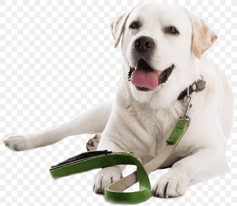 Labrador Retriever Leash Golden Retriever Puppy Dog Training, PNG, 808x712px, Labrador Retriever, Collar, Companion Dog, Dog, Dog Breed Download Free
