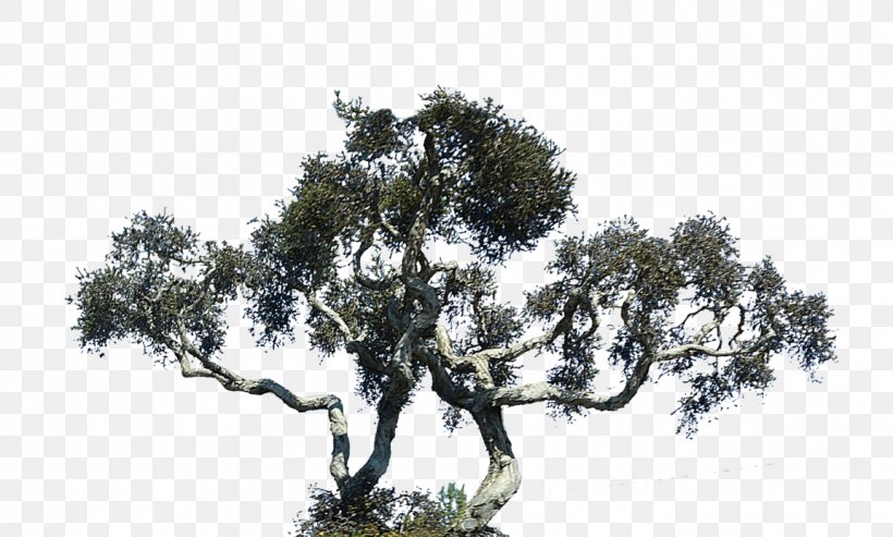 Lone Cypress Oak Tree Cupressus, PNG, 1152x693px, Oak, Black And White, Branch, Conifer, Cupressus Download Free