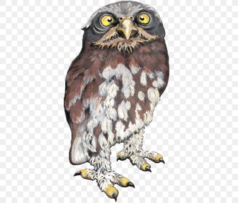 Owl Hawk Eagle Fauna Beak, PNG, 700x700px, Owl, Beak, Bird, Bird Of Prey, Eagle Download Free