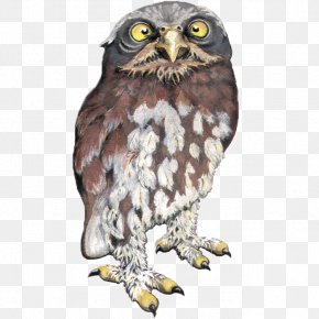 Pygmy Owl - Owl Hawk Eagle Fauna Beak PNG