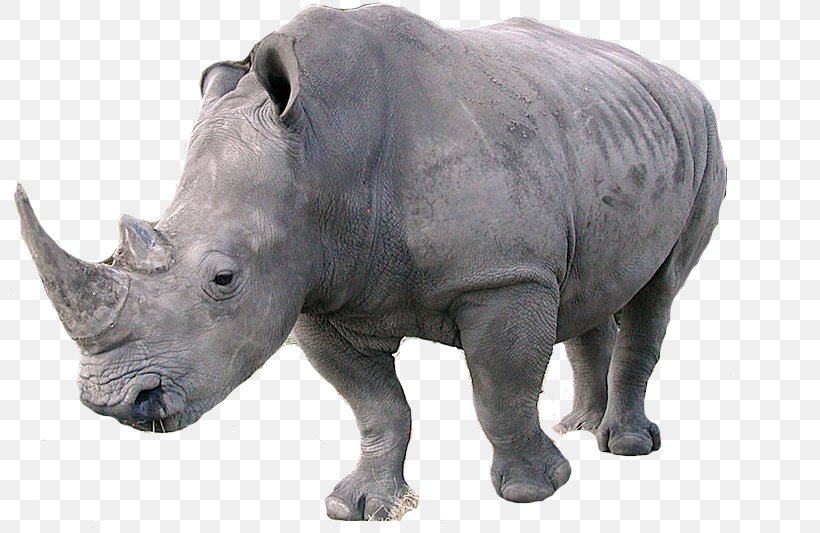 Rhinoceros Clip Art, PNG, 800x533px, Rhinoceros, Animal Figure, Cattle Like Mammal, Fauna, Horn Download Free