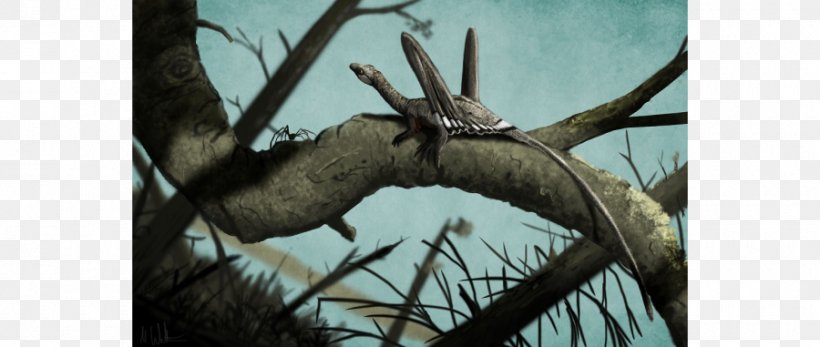 Spider Sharovipteryx Dinosaur Evolution Pterosaurs, PNG, 900x381px, Spider, Antler, Branch, Dinosaur, Eurypterid Download Free