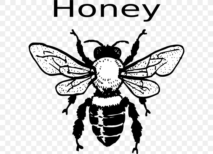 European Dark Bee Black And White Honey Bee Clip Art, PNG, 600x591px, European Dark Bee, Arthropod, Artwork, Bee, Black And White Download Free