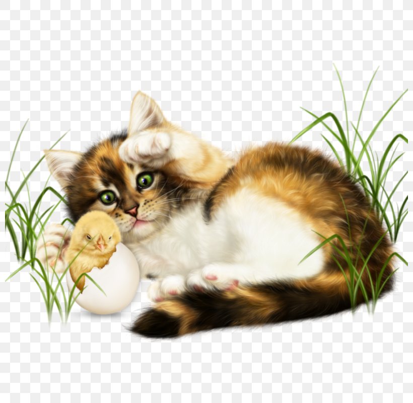 Kitten Whiskers Domestic Short-haired Cat Clip Art, PNG, 800x800px, Kitten, Animal, Black Cat, Carnivoran, Cat Download Free