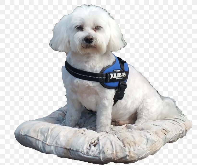 Maltese Dog Havanese Dog Puppy Dog Breed Companion Dog, PNG, 1327x1112px, Maltese Dog, Bichon, Breed, Carnivoran, Clothing Download Free