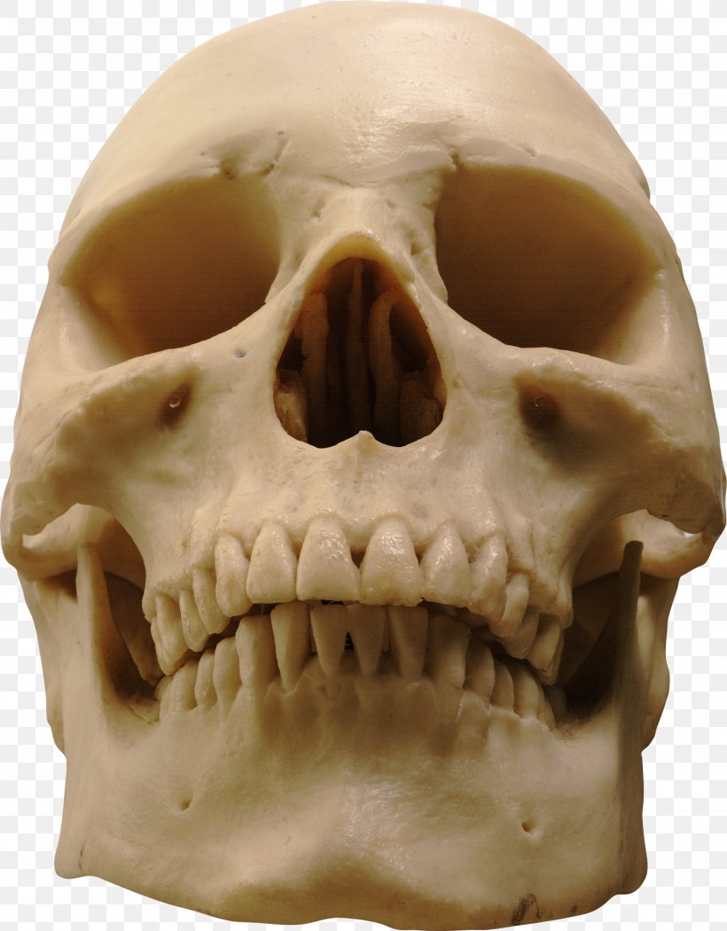 Skull Computer File, PNG, 1511x1935px, Skull, Bone, Computer Graphics, Drawing, Head Download Free