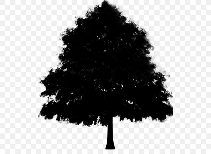 Silhouette Leaf, PNG, 526x600px, Silhouette, American Larch, Blackandwhite, Branch, Christmas Tree Download Free