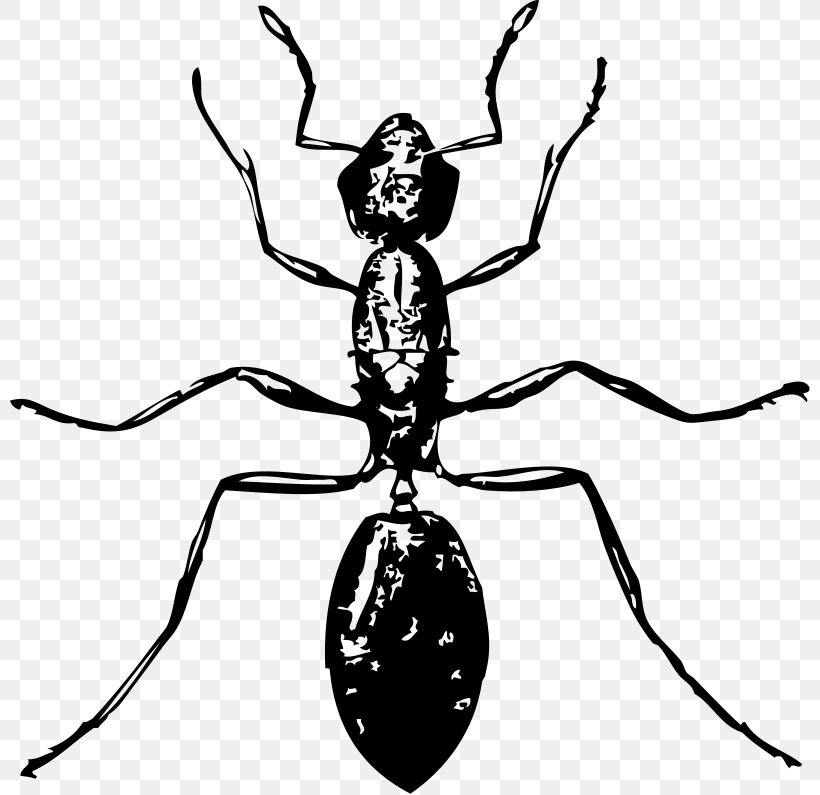 Ant Free Content Drawing Clip Art, PNG, 800x795px, Ant, Arthropod, Black And White, Drawing, Facebook Download Free