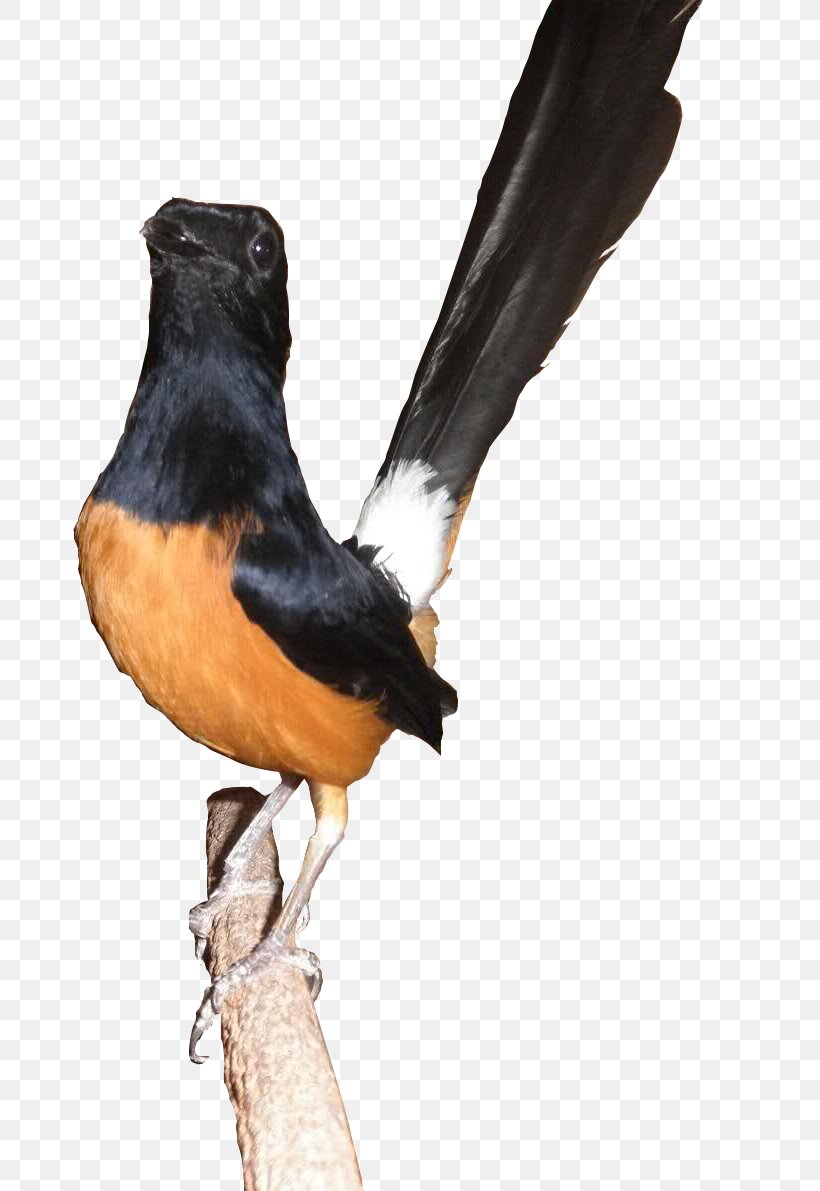 Bird Atlantic Canary Magpie-robin Racing Homer Clip Art, PNG, 803x1191px, Bird, Atlantic Canary, Beak, Columbidae, Fauna Download Free