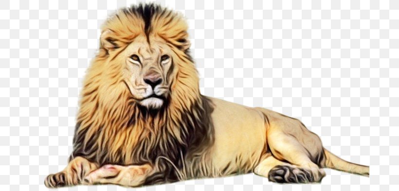 Lion Tiger Desktop Wallpaper NSTSE Felidae, PNG, 699x393px, Lion, Animal Figure, Big Cats, Carnivore, Chinese New Year Download Free