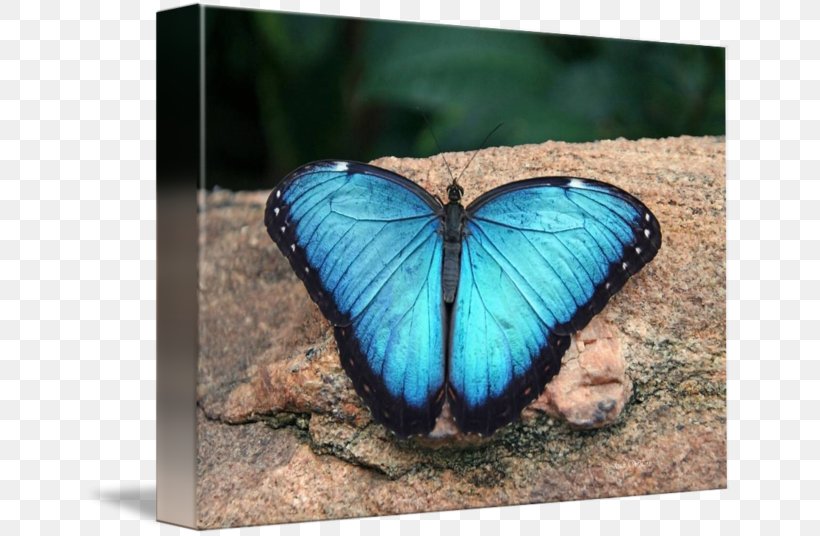 Monarch Butterfly Morpho Menelaus Art Moth, PNG, 650x536px, Monarch Butterfly, Art, Arthropod, Blue, Brush Footed Butterfly Download Free