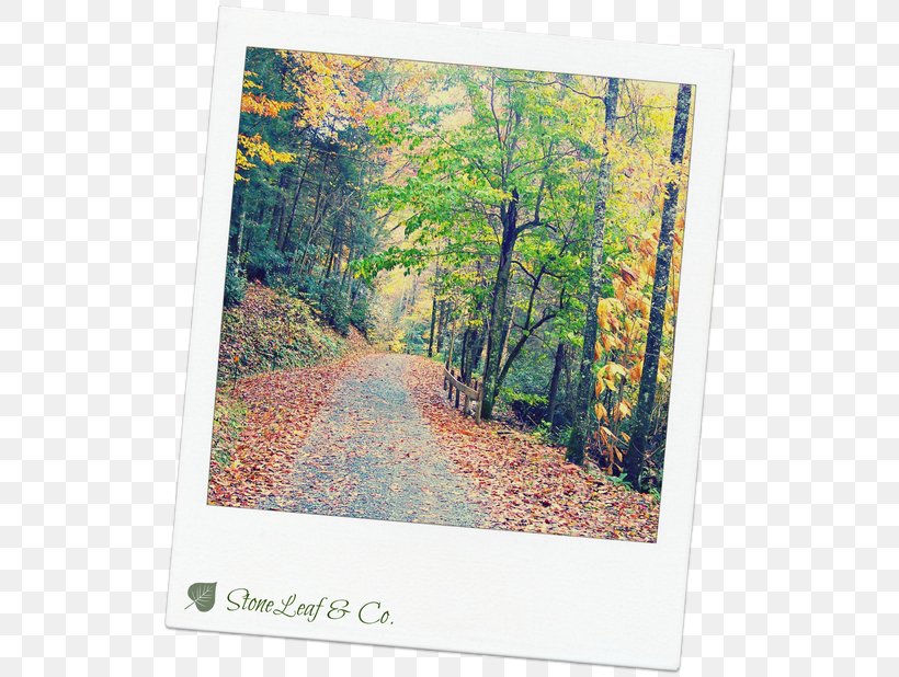 Nature Story Ecosystem Stock Photography Picture Frames, PNG, 529x618px, Ecosystem, Flora, Forest, Grass, Nature Download Free