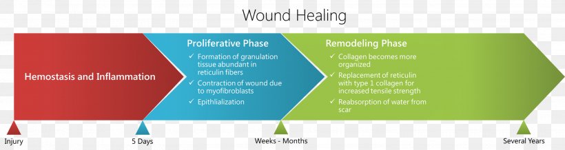 Wound Healing Type I Collagen Scar Granulation Tissue, PNG, 2910x777px, Watercolor, Cartoon, Flower, Frame, Heart Download Free