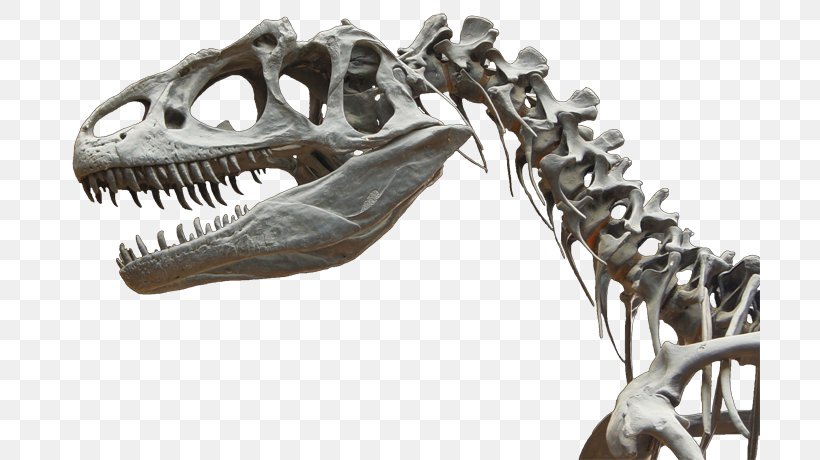 Allosaurus Tarbosaurus Cretaceous–Paleogene Extinction Event Velociraptor Skeleton, PNG, 700x460px, Allosaurus, Bone, Dinosaur, Fossil, Human Skeleton Download Free