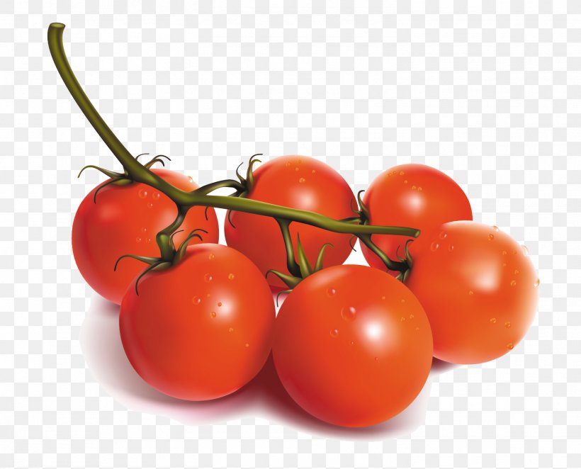 Cherry Tomato Vegetable, PNG, 1505x1216px, Cherry Tomato, Auglis, Bush Tomato, Cherry, Diet Food Download Free