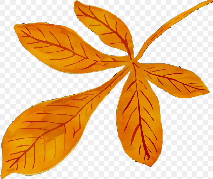 Orange, PNG, 3201x2692px, Autumn Leaf, Flower, Leaf, Orange, Paint Download Free