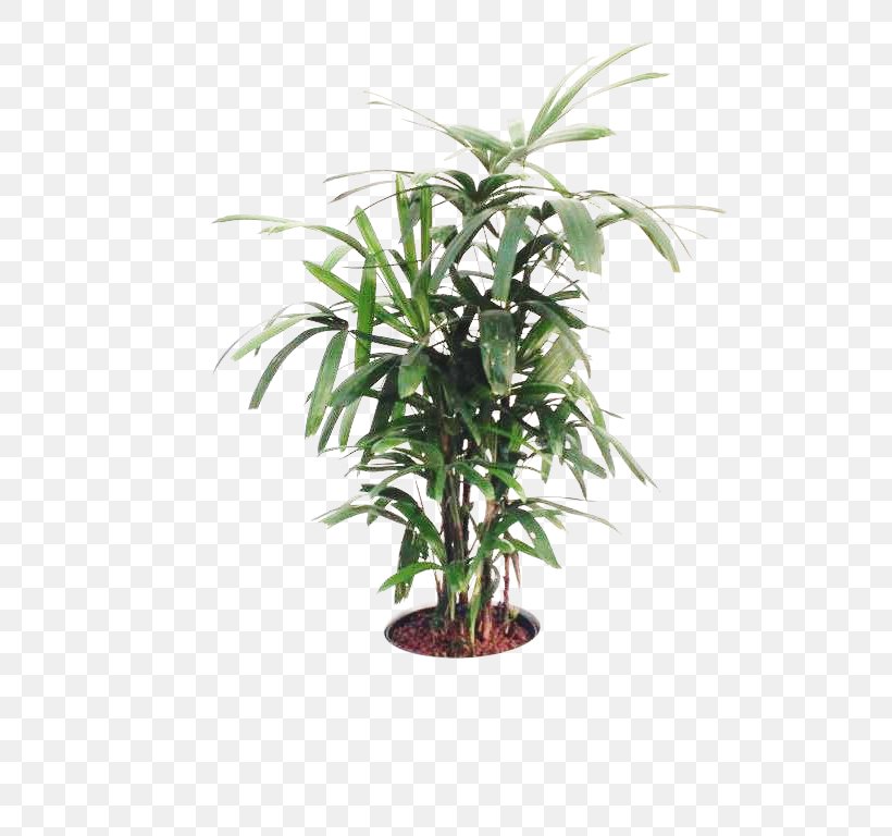 Areca Palm Flowerpot Houseplant Topiary Tree, PNG, 768x768px, Areca Palm, Arecaceae, Arecales, Artificial Flower, Box Download Free