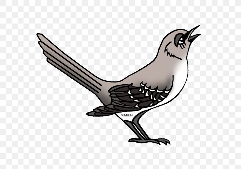 Clip Art Northern Mockingbird Illustration, PNG, 575x575px, Mockingbird, Beak, Bird, Cuculiformes, Drawing Download Free