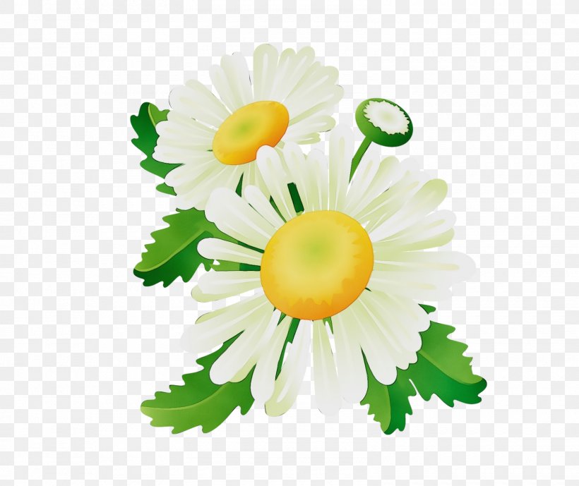 Daisy, PNG, 1600x1346px, Watercolor, Camomile, Chamaemelum Nobile, Chamomile, Cut Flowers Download Free