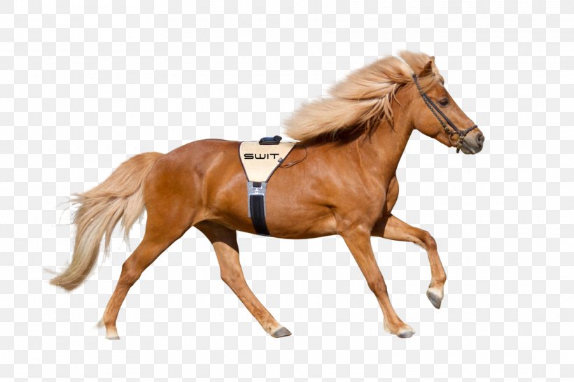 Foal Stallion Mustang Colt Pony, PNG, 1820x1213px, Foal, Animal Figure, Bit, Bridle, Budynek Inwentarski Download Free