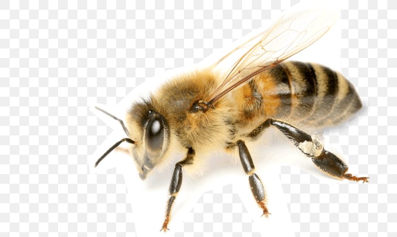 Honey Bee Mānuka Honey Beekeeping, PNG, 714x490px, Bee, Arthropod, Beekeeping, Bumblebee, Honey Download Free