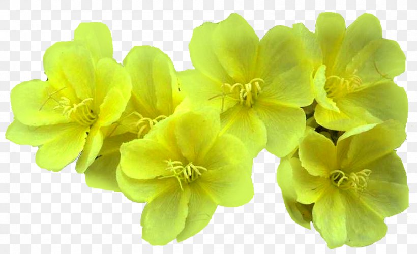 Petal Light Flower, PNG, 899x549px, Petal, Chart, Diario As, Flower, Flowering Plant Download Free