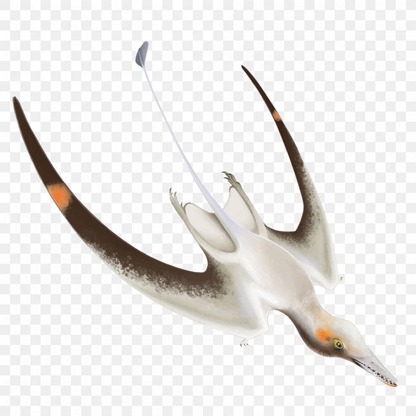 Pterosaurs Dinosaur Cacibupteryx Anurognathus Cygnini, PNG, 2000x2000px, Pterosaurs, Antler, Anurognathus, Beak, Bird Download Free