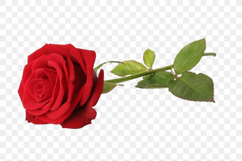 Rose Royalty-free Red Stock Photography Flower, PNG, 900x599px, Rose, Blue, Cut Flowers, Floribunda, Flower Download Free