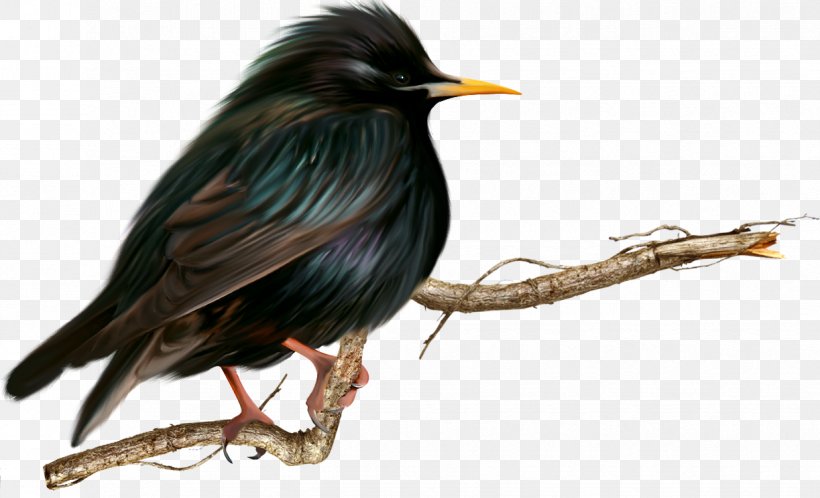 Beak Fauna, PNG, 1223x744px, Scandaroon Pigeon, Animal, Beak, Bird, Bird Of Prey Download Free
