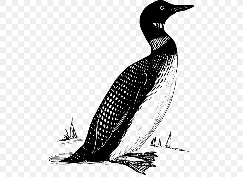 Common Loon Bird Duck Clip Art, PNG, 492x597px, Common Loon, Beak, Bird, Black And White, Drawing Download Free