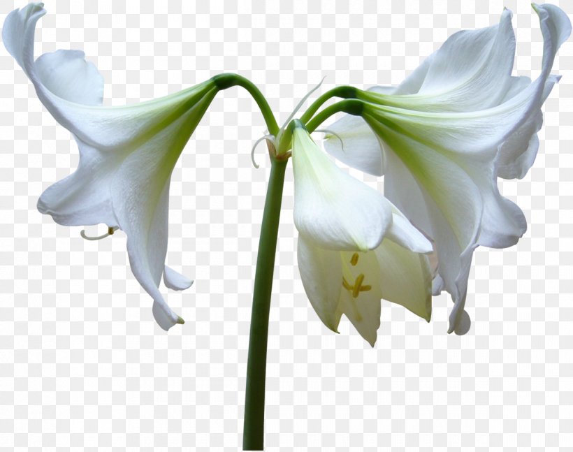 Cut Flowers Lilium Amaryllis Belladonna Diary, PNG, 1200x948px, Flower, Amaryllis, Amaryllis Belladonna, Amaryllis Family, Auglis Download Free