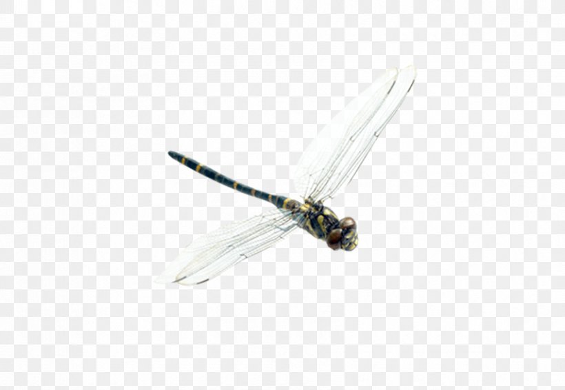 Insect Dragonfly Membrane, PNG, 853x589px, Insect, Dragonflies And Damseflies, Dragonfly, Fly, Invertebrate Download Free
