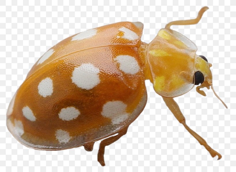 Weevil Beetle DeviantArt Ladybird, PNG, 800x600px, Weevil, Animal, Art, Arthropod, Artist Download Free