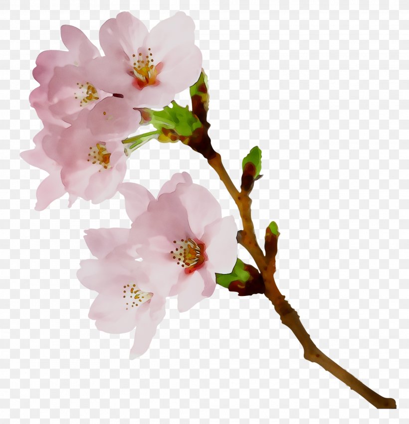 Cherry Blossom Rose Family ST.AU.150 MIN.V.UNC.NR AD Twig, PNG, 2028x2106px, Blossom, Branch, Camellia Sasanqua, Cherries, Cherry Blossom Download Free