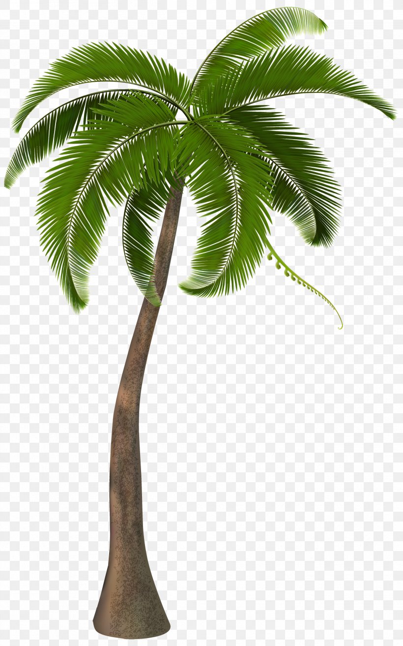 Arecaceae Clip Art, PNG, 2497x4000px, 56 Bars, Ghetto Wave, Album, Arecales, Babyface Ray Download Free