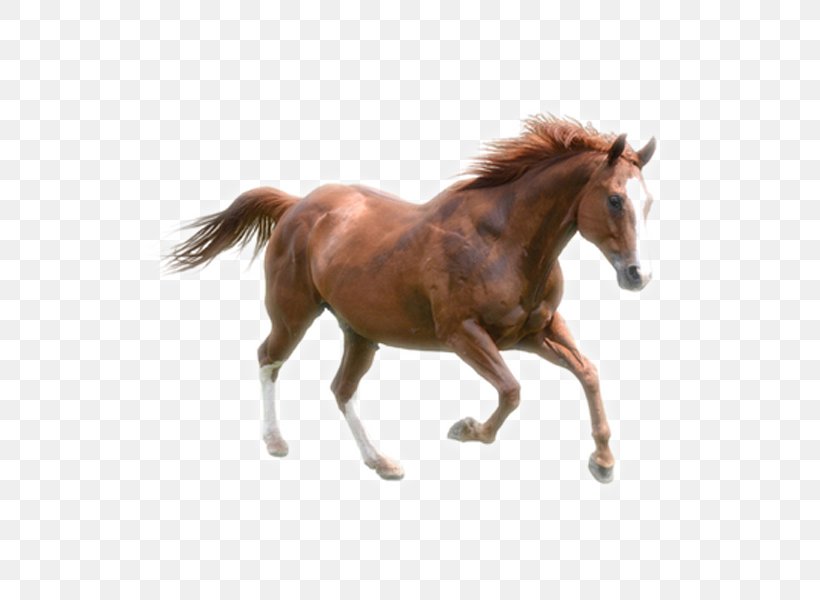 Kazakh Horse Download Horses Gallop, PNG, 600x600px, Horses, Animal Figure, Bridle, Computer Network, Extracorporeal Shockwave Therapy Download Free