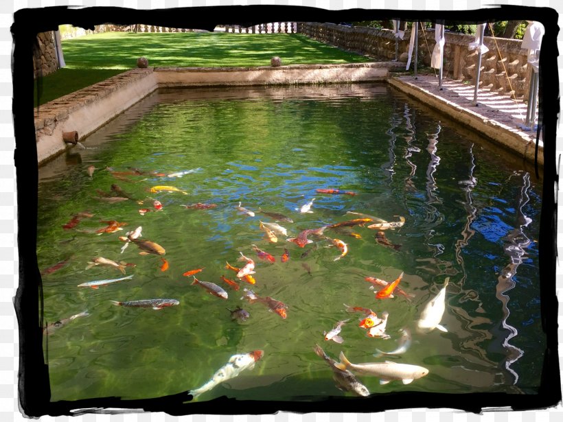 Koi Fish Pond Water Resources Water Feature, PNG, 1600x1200px, Koi, Fish, Fish Pond, Pond, Water Download Free