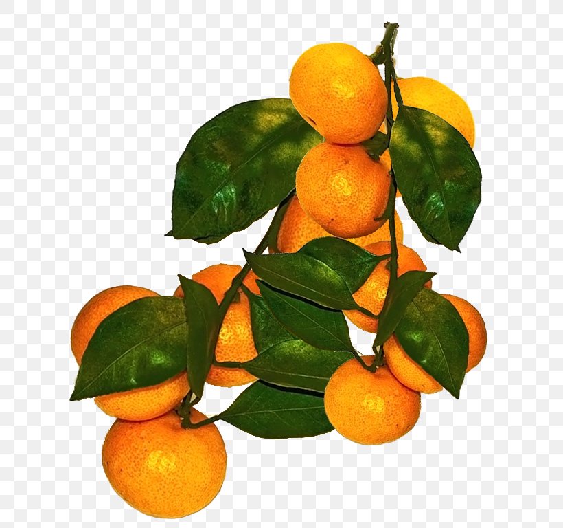 Clementine Mandarin Orange Tangerine Blood Orange Lemon, PNG, 656x768px, Clementine, Bitter Orange, Blood Orange, Calamondin, Chenpi Download Free