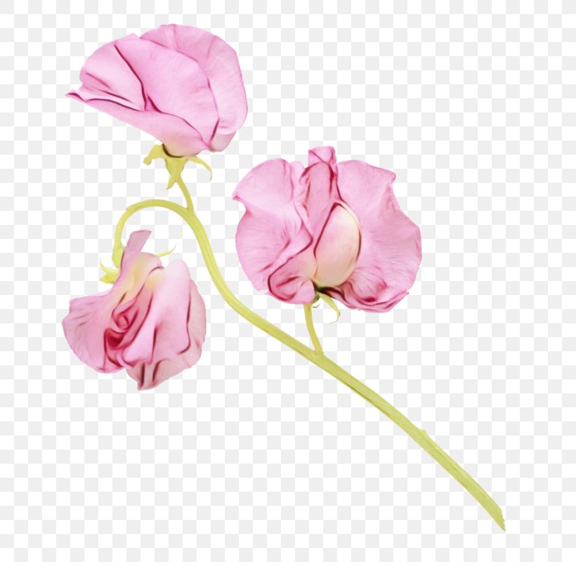 Flower Pink Petal Cut Flowers Flowering Plant, PNG, 708x800px, Watercolor, Cut Flowers, Flower, Flowering Plant, Paint Download Free