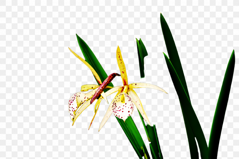 Flower Plant Plant Stem Terrestrial Plant Pedicel, PNG, 2448x1632px, Flower, Pedicel, Plant, Plant Stem, Terrestrial Plant Download Free