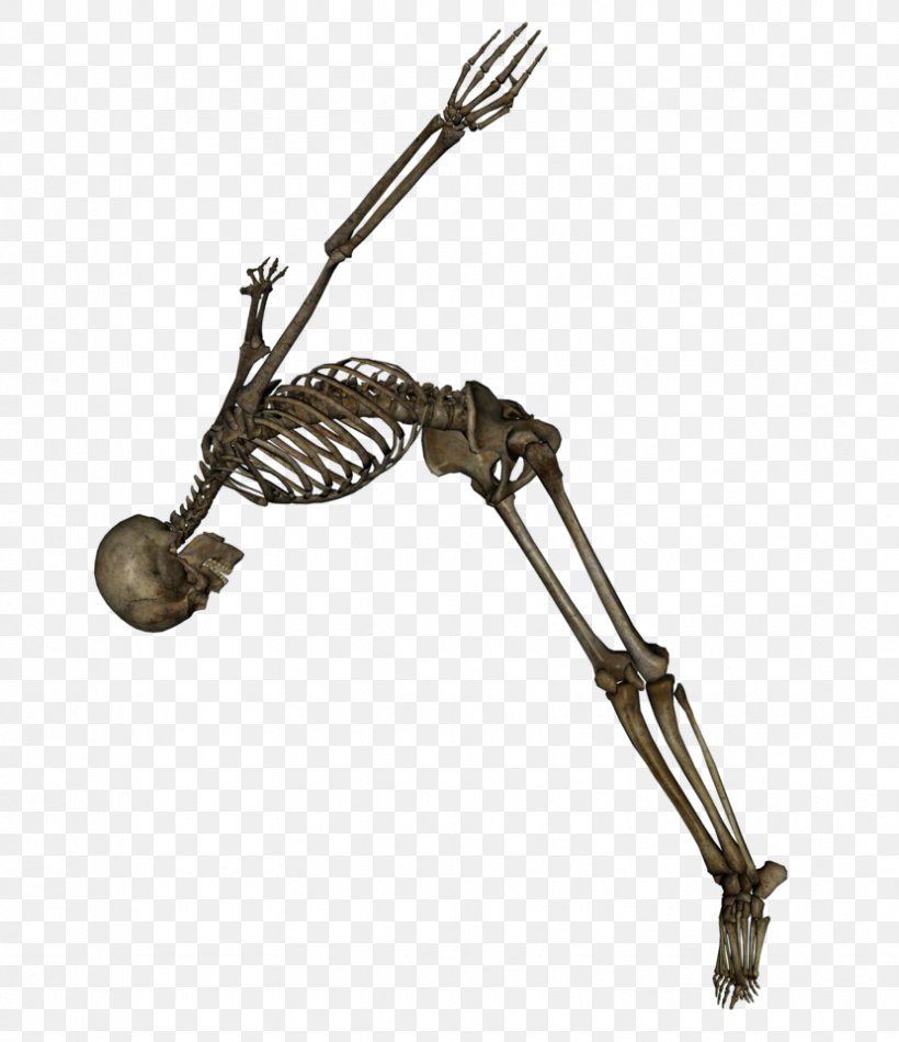 Human Skeleton Muscles And Skeleton Clip Art, PNG, 830x962px, Human Skeleton, Bone, Hardware, Human Body, Information Download Free